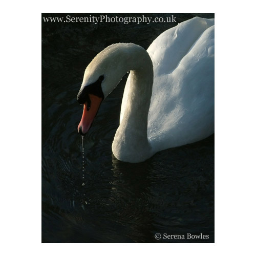 Graceful swan with a trickle of water dripping from beak. Kersney, England